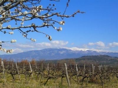 La Maison Aux Volets Bleus Bed & Breakfast Venasque Dış mekan fotoğraf